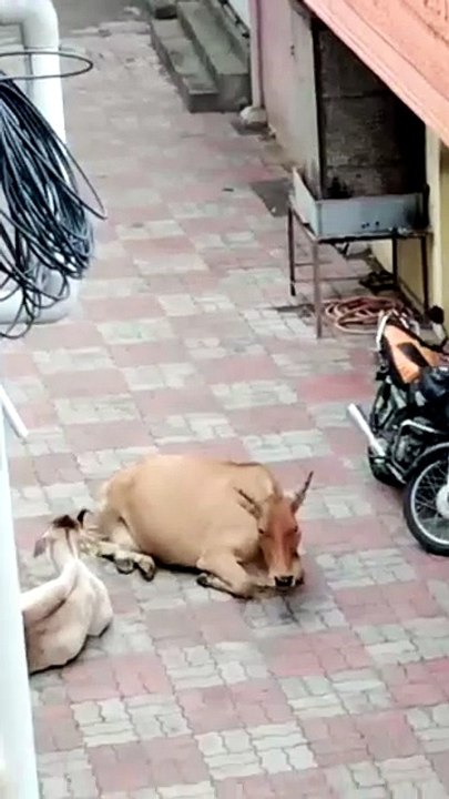 Cow See