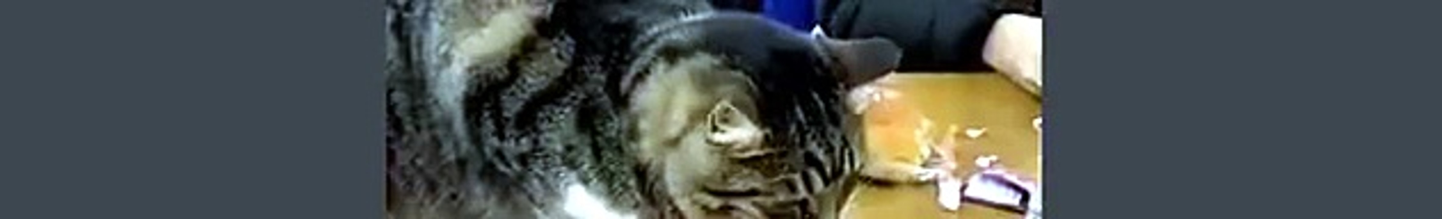 funny cats gifs 6