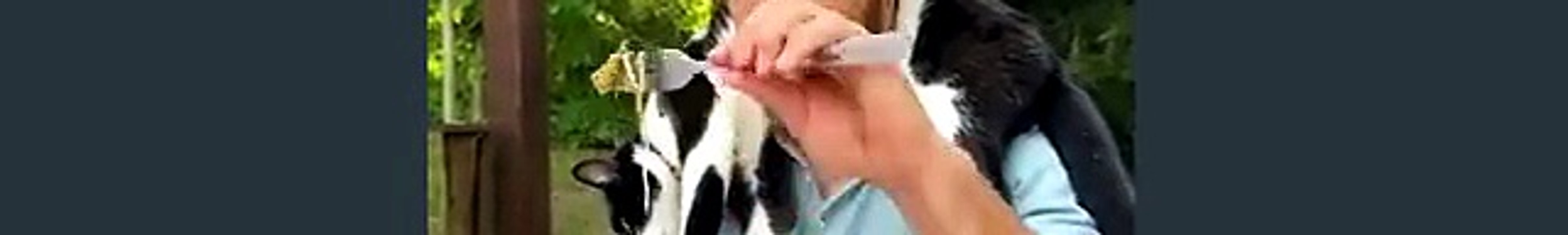 funny cats gifs 5