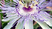 Passion Fruit 200 Seeds Organic, Heirloom, Non GMO