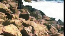 Shark Attacks in Hadera, Israel