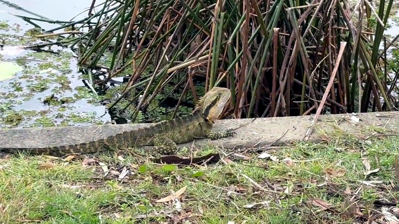Australian water dragon under the rain