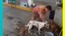 Despiden a empleado por bañar perros callejeros... ¡la historia dio un giro inesperado!