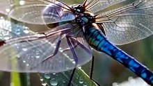 Dragonfly : The aerial master with incredible speed and precision