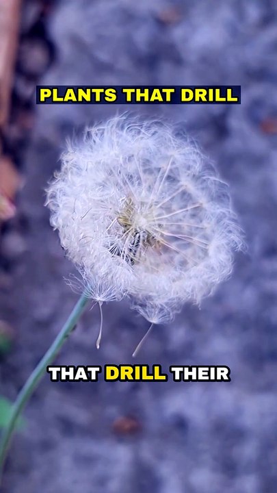 Plants that Drill! 🌱
