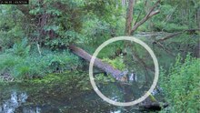 Very rare black-crowned night heron is spotted in west Somerset