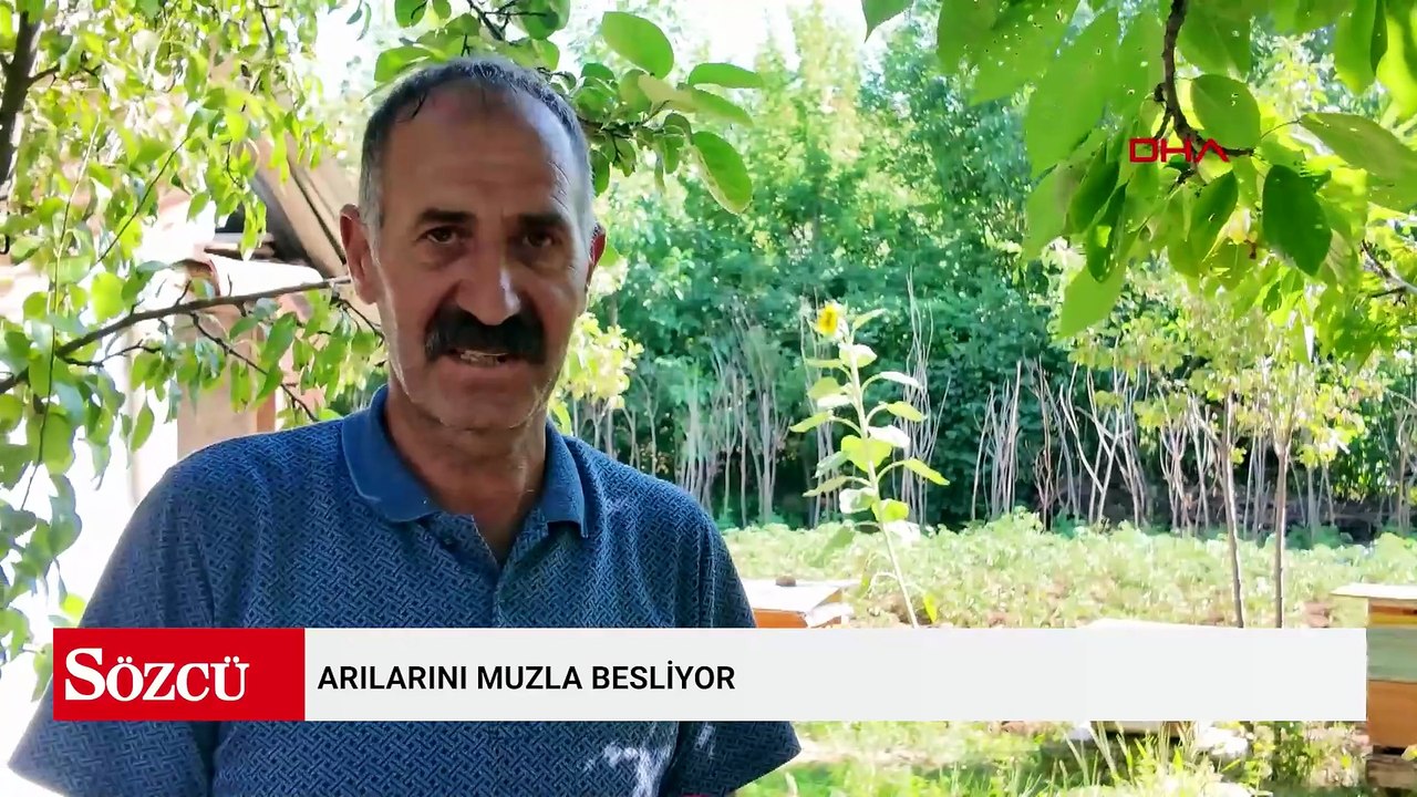 Arılarını muzla besliyor