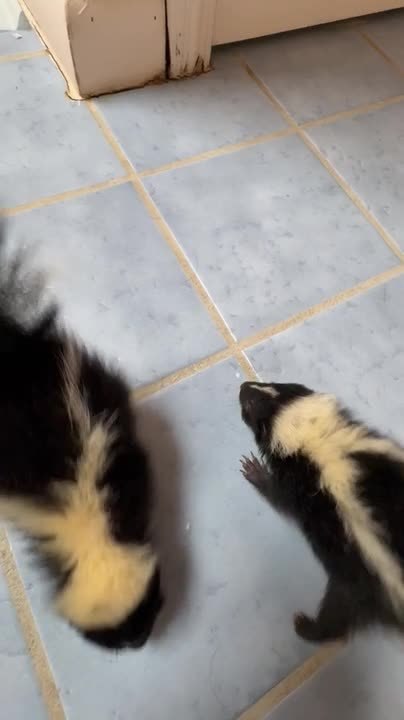 Hungry Skunks Gather Around Owner for Food