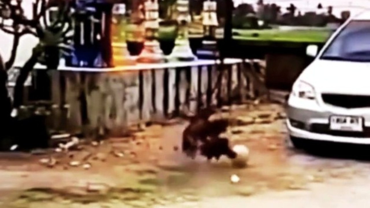 2 Chickens Playing Football 🐔⚽ Angry Bull Attacks Cyclist 🐂🚴 & Thousands of Fish Wash Ashore 🌊🐟  Amazing Moments