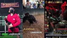 TERNYATA SEPERTI INI SEJARAHNYA LAMBORGHINI