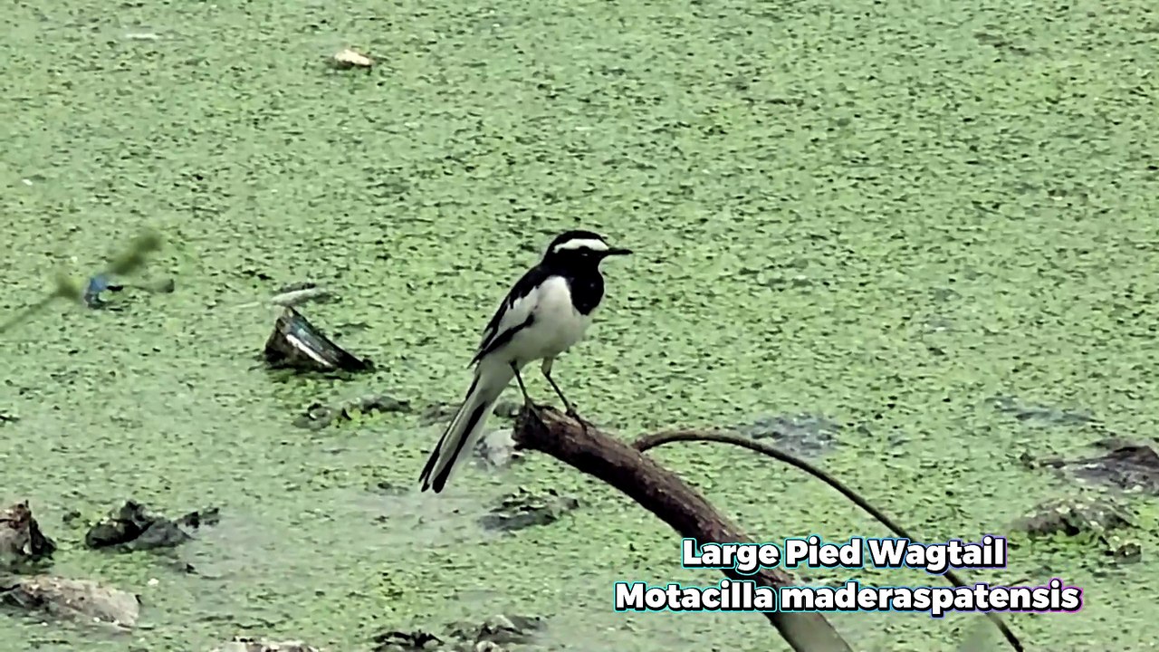 Large Pied Wagtail Bird