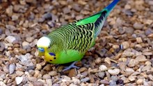 how many days budgies lay eggs after mating