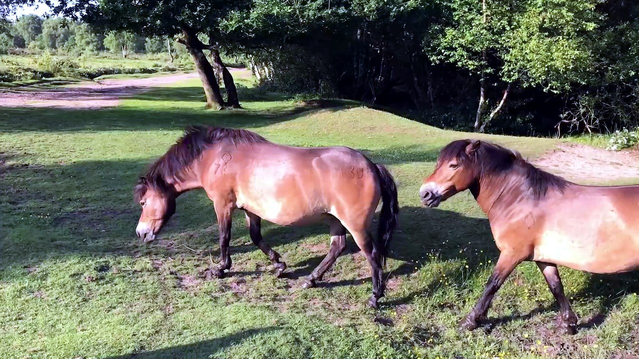 Sutton Coldfield residents explain why you MUST visit Sutton Park