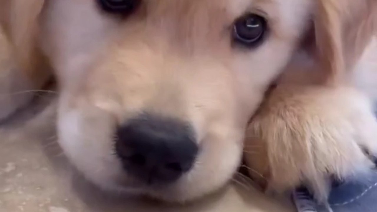 🐾🐾🐾Funny German Shepherd dog #dogs#🐾🐾reel#dog💕#viralreels#viralvedio🐾🐾#dogdviralvedio💕#dogsviralvedio on daily motion Follow me on my videos