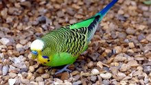 how do budgies sleep in a cage