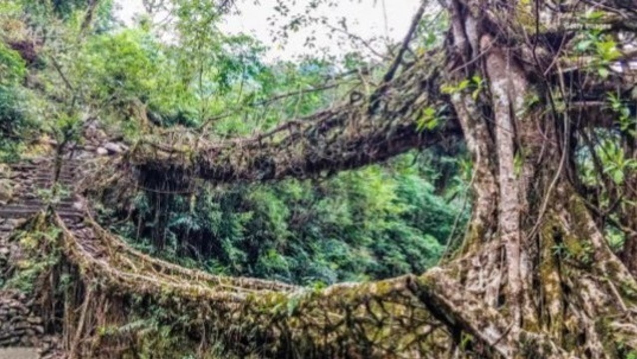 Meghalaya's Root Bridges: A Living Link Between Towns