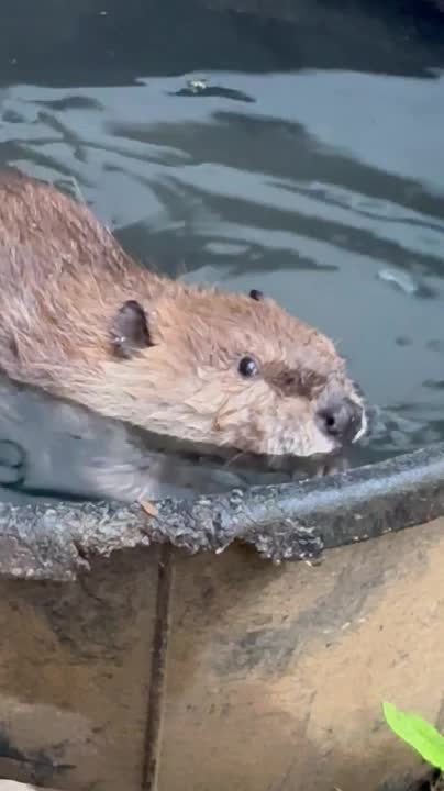 Rescued Baby Beaver Enjoys Cozy Hot Tub Soak