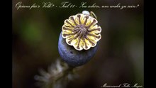 Opium für`s Volk? - Teil 11 - Zu schön, um wahr zu sein?