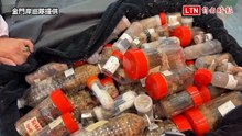 羅馬戰士、戰神乖乖被逮！小三通夾帶83隻甲蟲 台籍女闖關被攔截