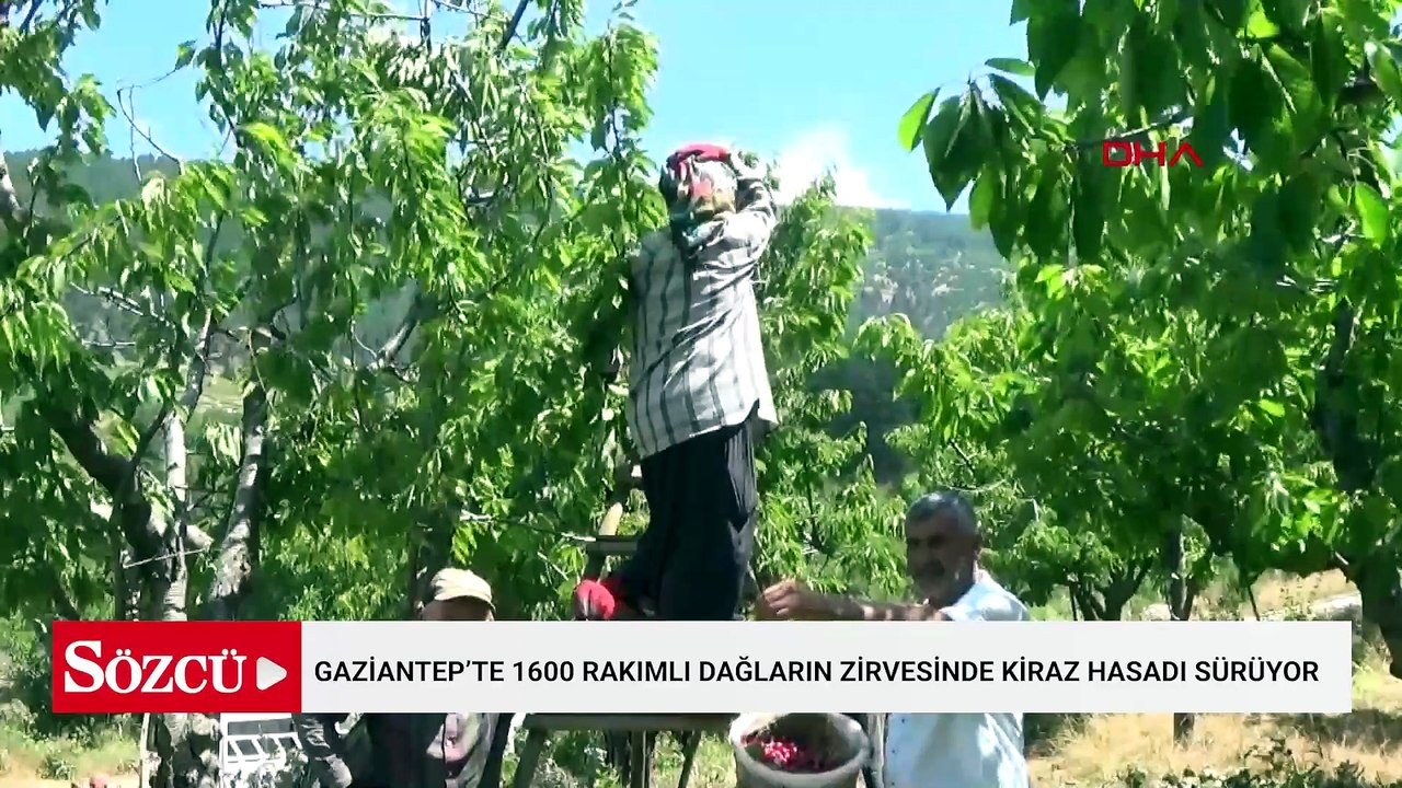 Gaziantep’te 1600 rakımlı dağların zirvesinde k...