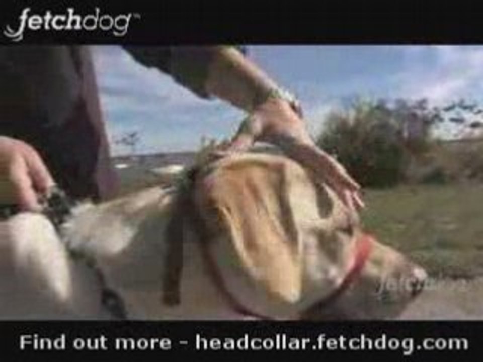 Gentle Leader Headcollar