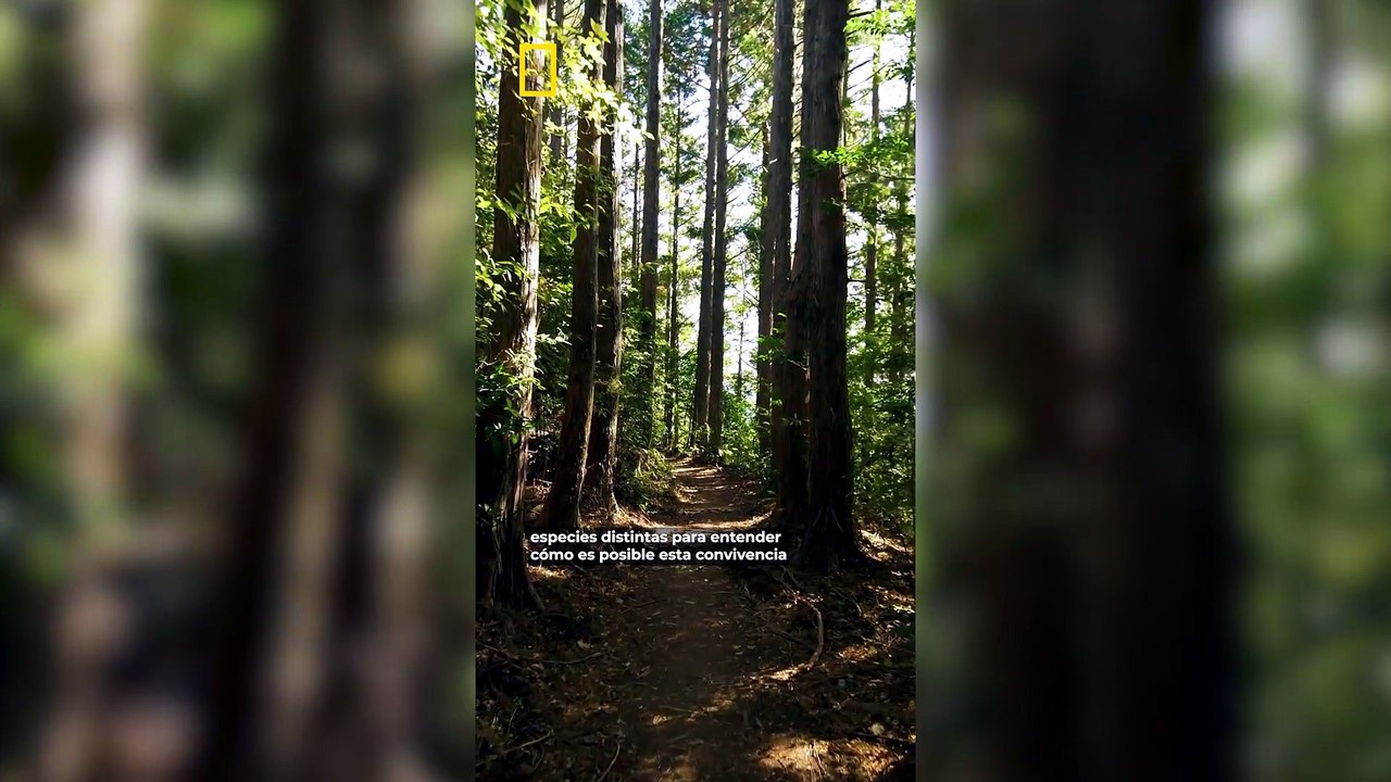¿Cómo conviven los árboles en el bosque? No hay solo una respuesta