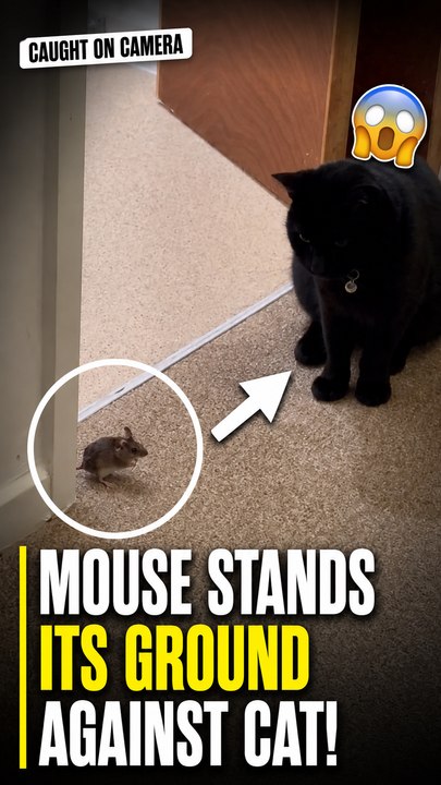 The fearless little mouse surprises the cat before suddenly running away