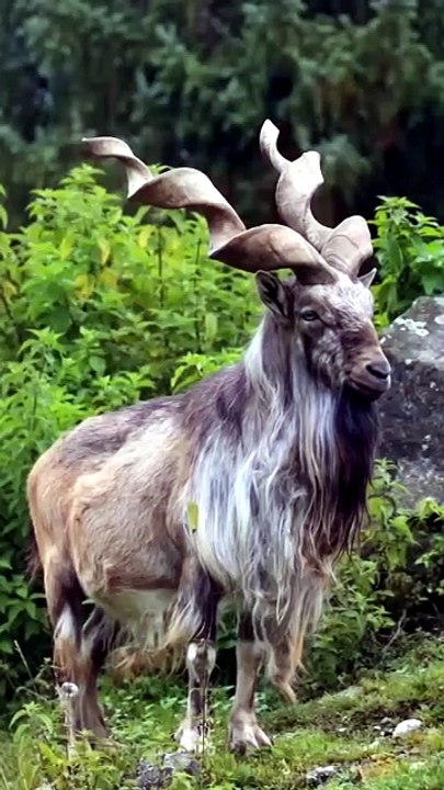 Majestic Markhor