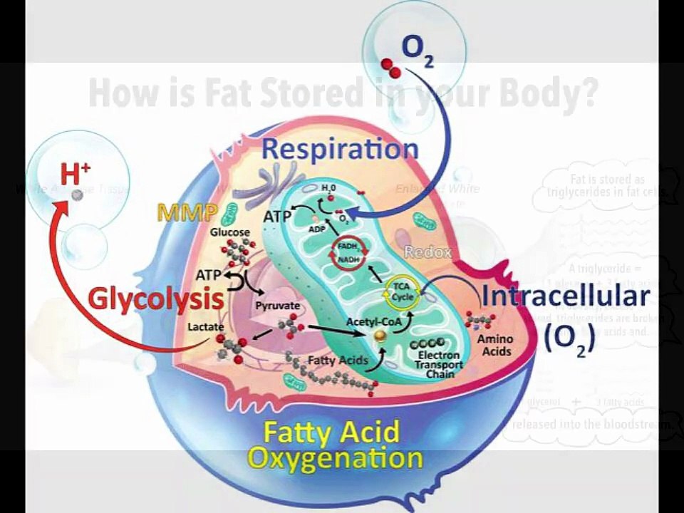 Cientistas testaram gravidade extrema e as moscas se adaptaram