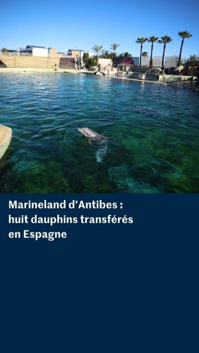 Marineland : huit dauphins transférés en Espagne