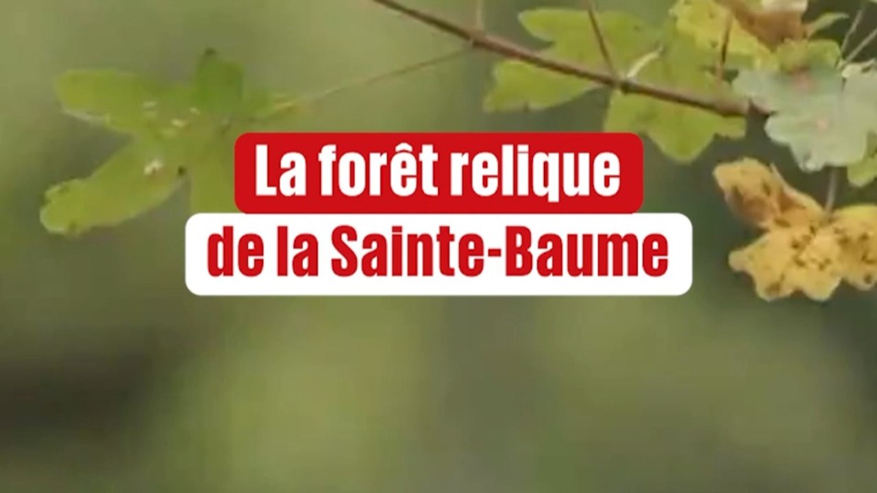 La Sainte-Baume, forêt relique 🎄🌳🌲