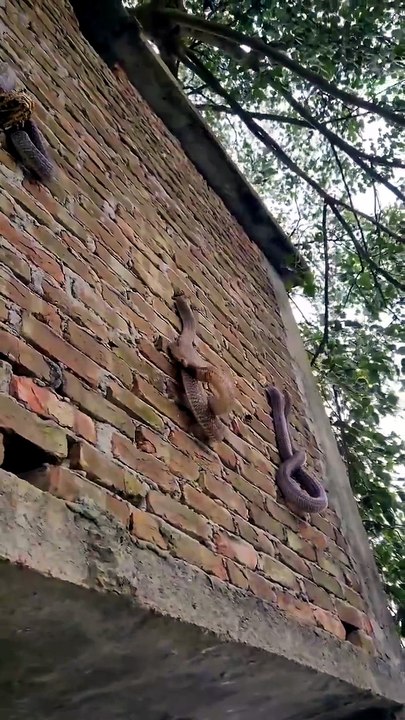 सांप देखकर गांव में पूरी तरह से हाहाकार मच गया है।