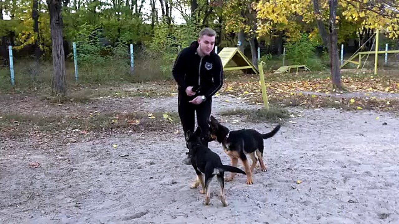А ну-ка, догони! Весёлые щенячьи игры. Щенки немецкой овчарки, бигль и джек рассел терьер