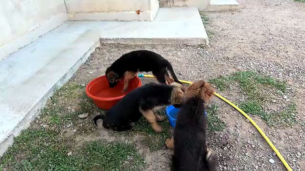 This is cute! Little funny longhaired German Shepherd puppies, 3 months old. Odessa. Ukraine_2