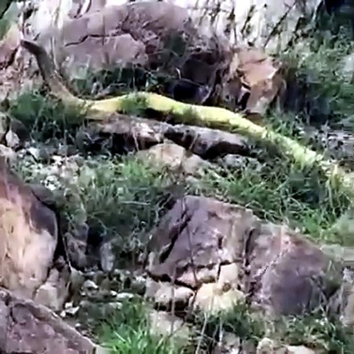 Big Snake He throws stones at her, but she doesn't budge an inch.