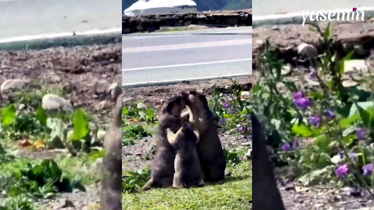 Anne babasını ayırmaya çalışan yavru dağ sıçanı izleyenleri güldürdü