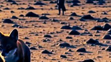 Raposa do Deserto vs Coiote Quem é o Mestre da Sobrevivência