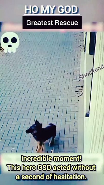 Hero Dog Catches Falling Baby Just In Time! 😱🐶 #HeroDog #DogLover #GermanShepherd #AmazingPets #DogReflexes #PetProtection #ViralShorts #Unbelievable #PetsOfInstagram #DogsAreFamily