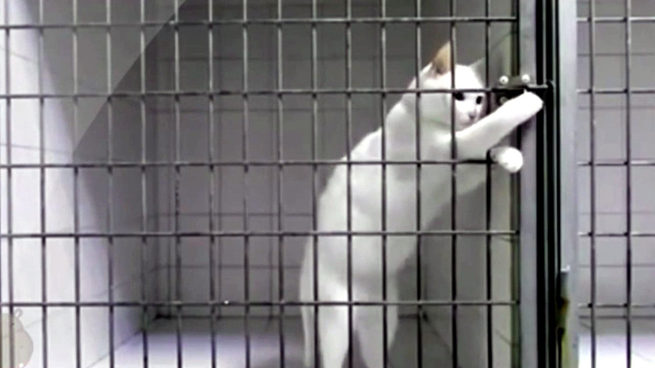 Pet Escape Artists | laugh with pets
