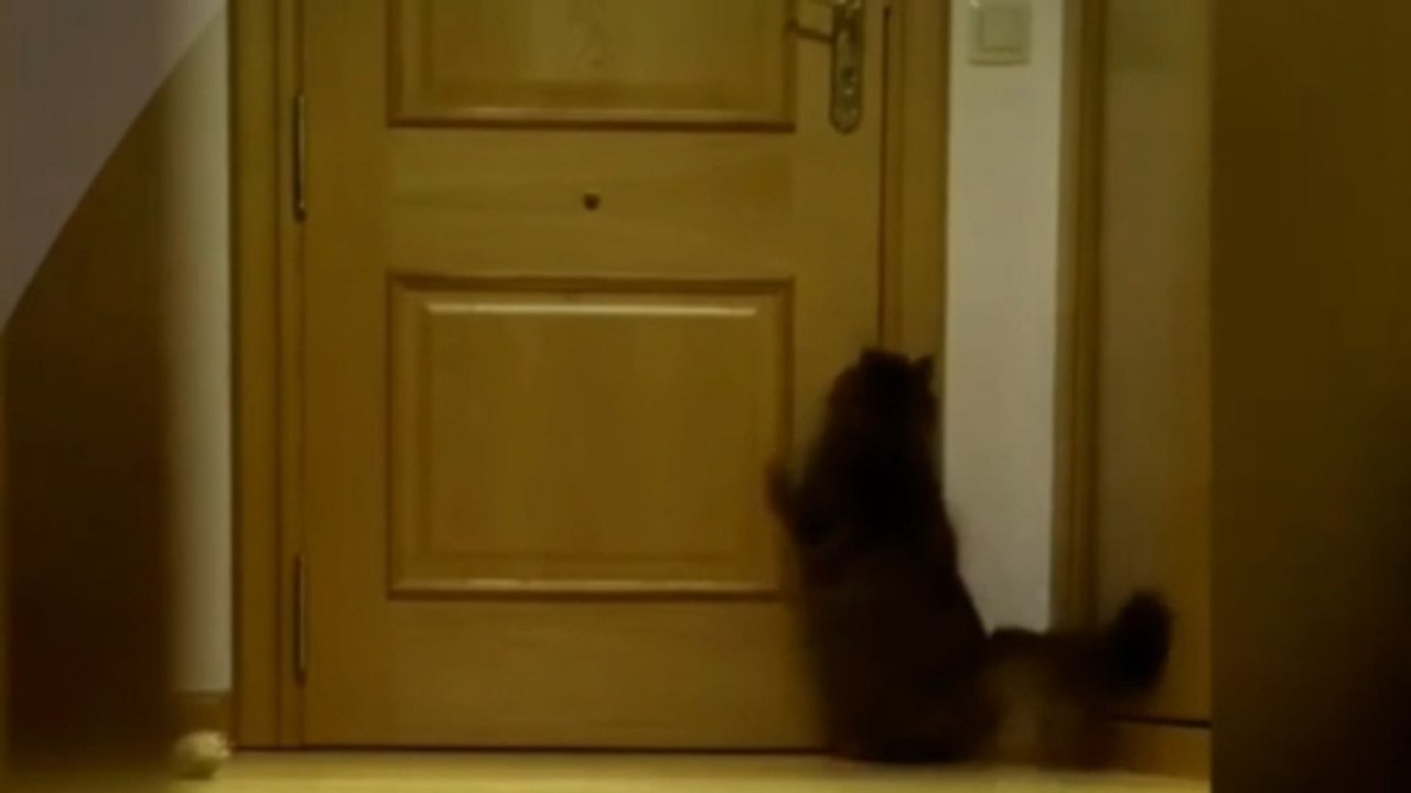 Pet Escape Artists | Funny Animals