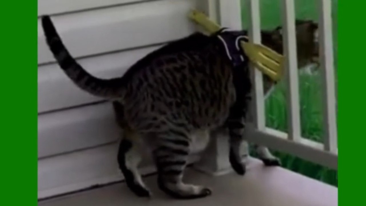 Cute funny Animals | try not to laugh
