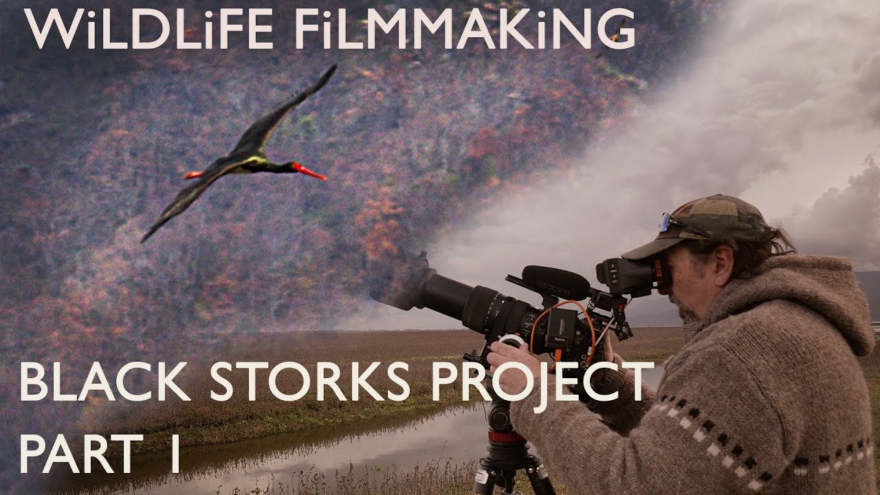 Making a Wildlife Documentary - Black Storks Project - Part 1 | Wildlife Filmmaking