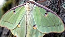 Luna Moth : The enchanting night flyer with glowing green wings