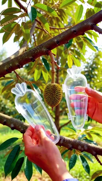 🌿🥕 Growing a Perfect Carrot-Shaped Durian | Time-Lapse Farming #Durian #Farming #Timelapse