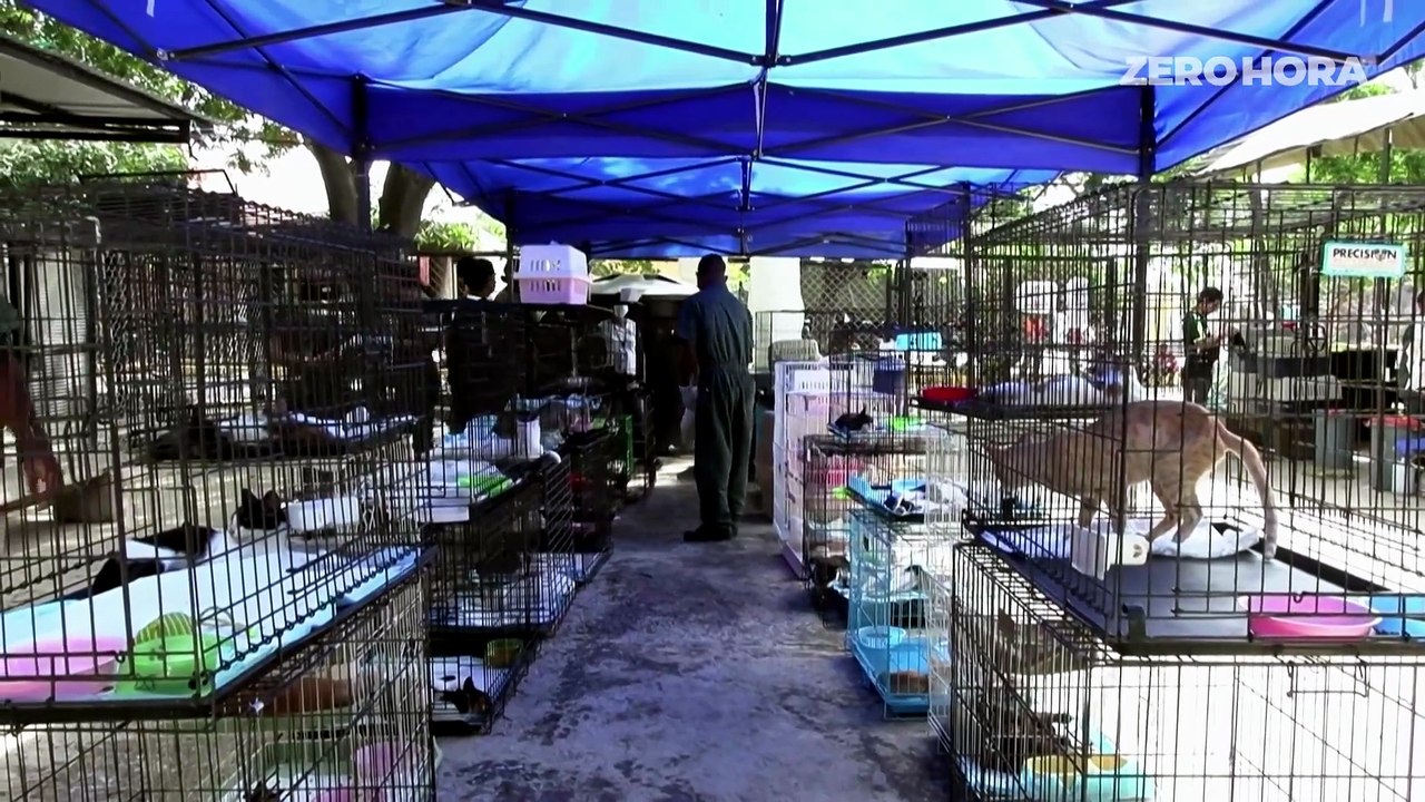 Veja situação de animais resgatados na Venezuela