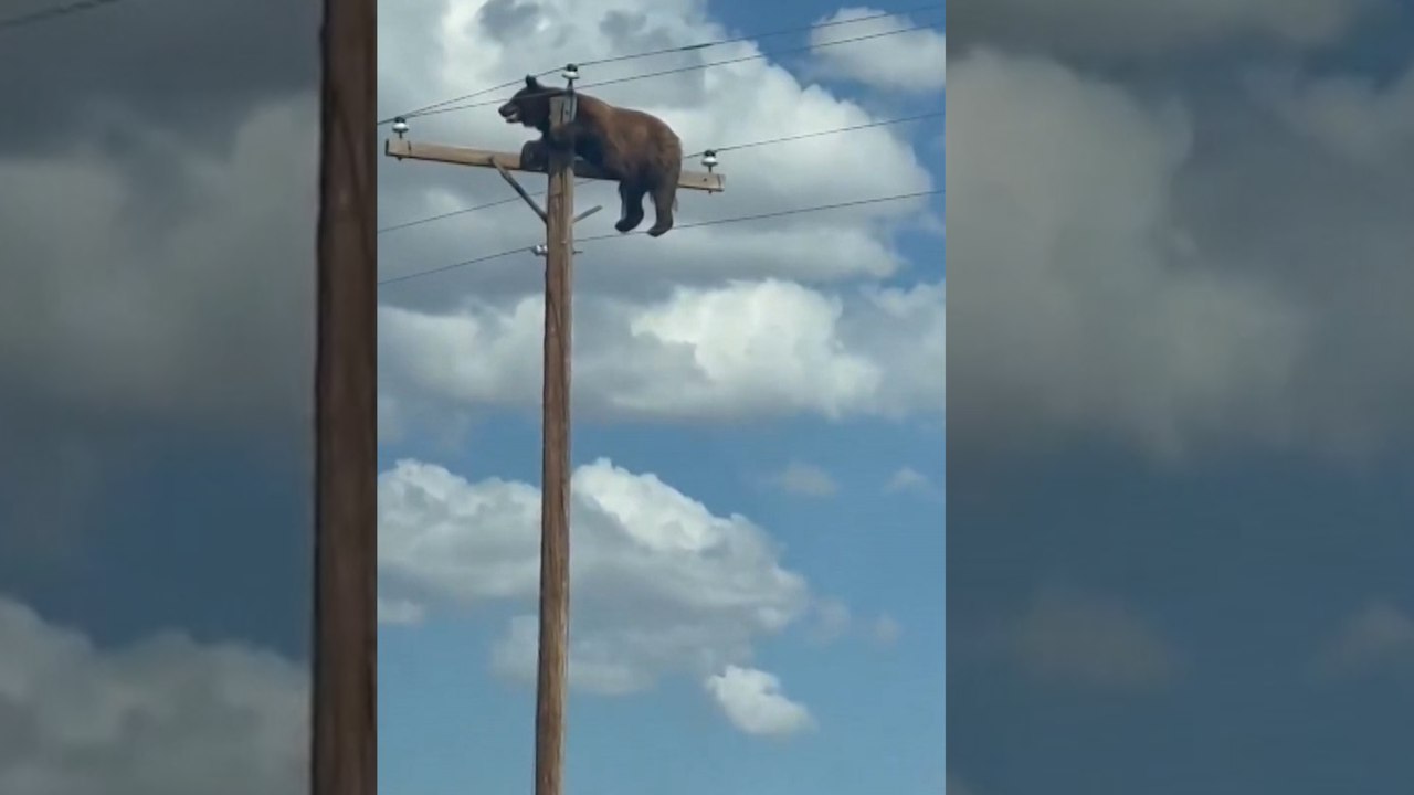 Un oso muere en Nuevo México al subirse a un poste de la electricidad y quedarse atrapado