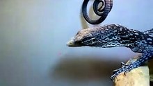 La queue de ce Varan bleu est magnifique