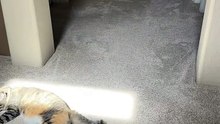 Ce chat cherche le soleil pour sa sieste