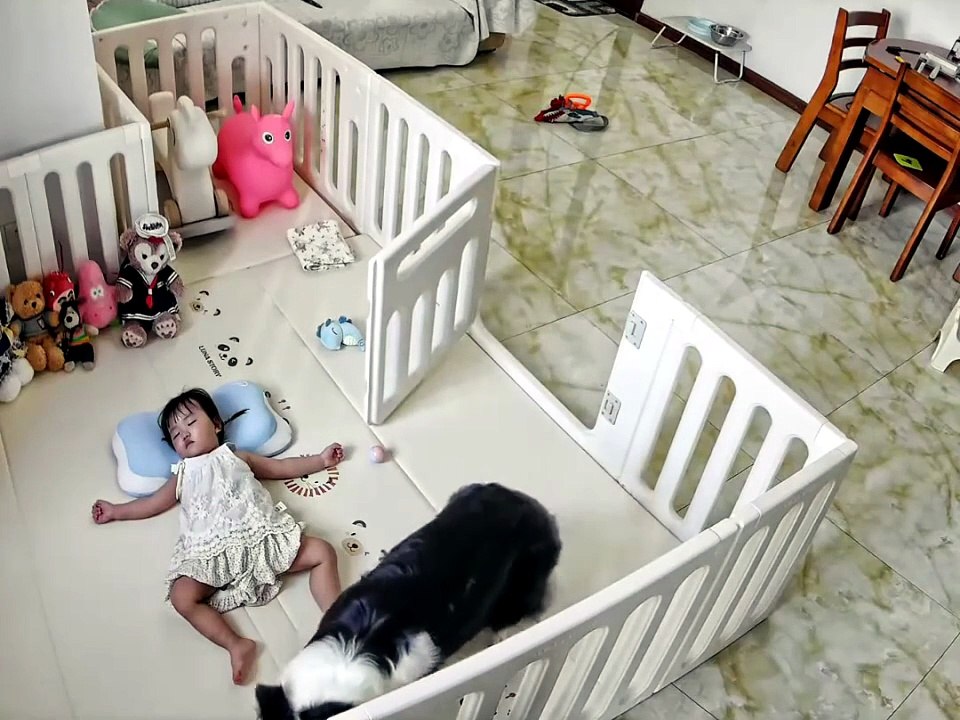 Chien vs Enfant pendant une sieste