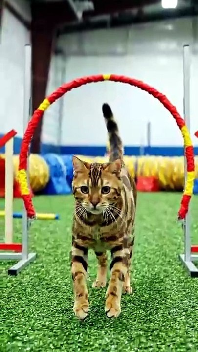 Beautiful Cat Jumping in Slow Motion 😻 | Amazing Cat Jump Compilation | Cute Cat Shorts